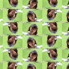 coleccoes de imagens